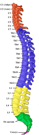 spine